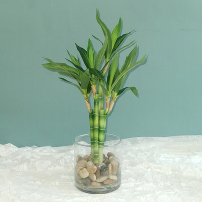 New 40cm Artificial Lucky Bamb - Outdoor Furniture Green ulasan dan harga